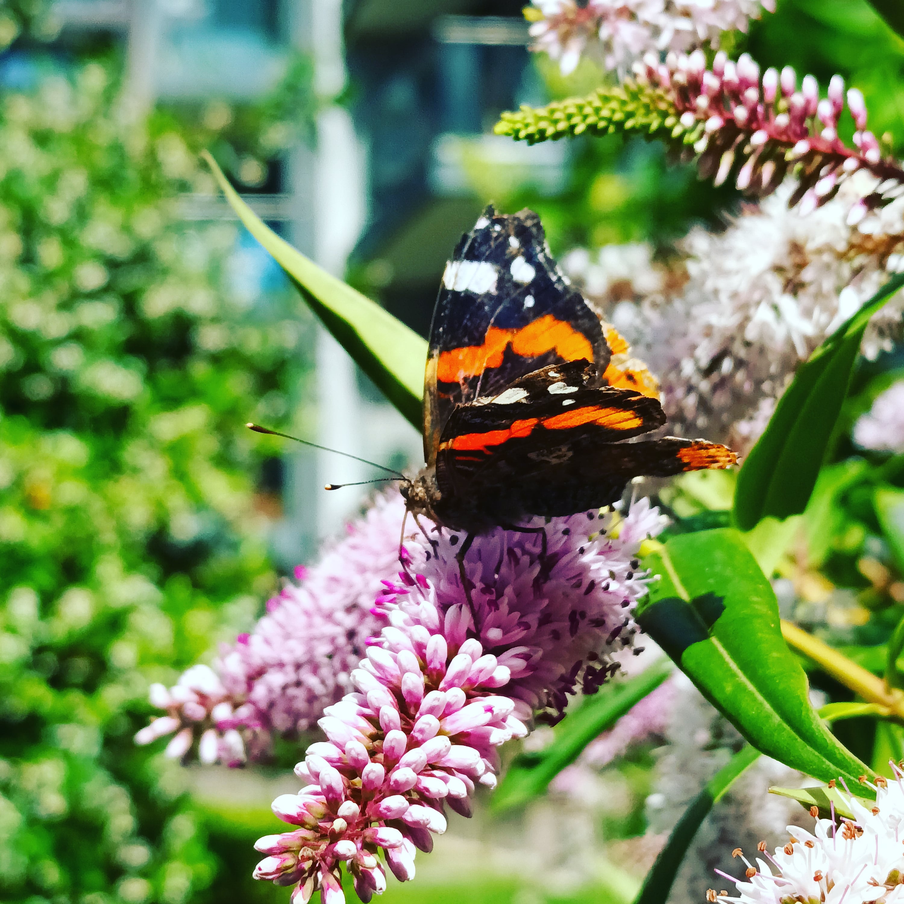 butterfly Hale Village London
